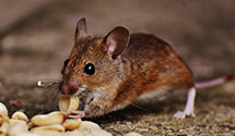 24 Hour & Emergency Exterminators in Winter Springs, FL